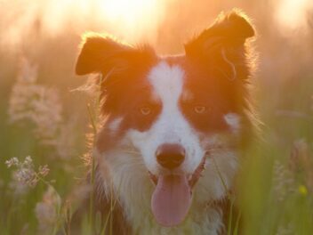 5 races de chien qui ne peuvent pas vivre en ville