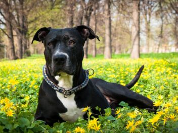 Plusieurs races de chien ne sont plus considérées comme dangereuses !
