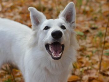 3 races de chien qui sont les plus endurantes