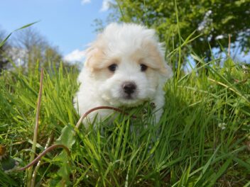 3 races de chien qui sont les plus sociables