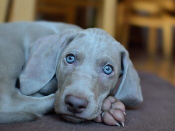 Voici 8 races de chien qui sont les plus protectrices pour leur maitre