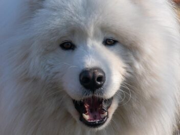 3 races de chien qui hurlent