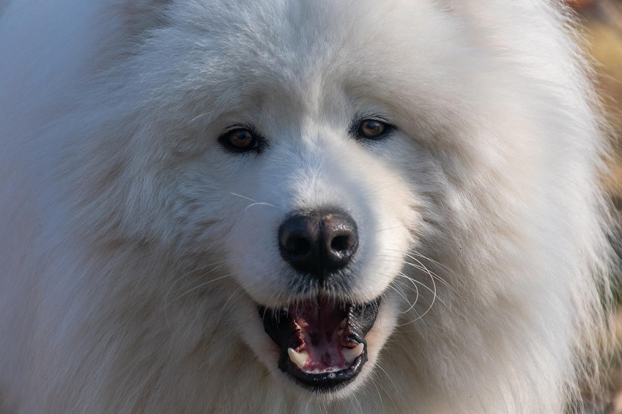 3 races de chien qui hurlent