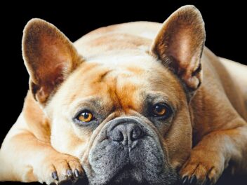 3 races de chien qui pètent le plus