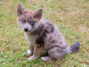 3 races de chien qui sont les plus récentes