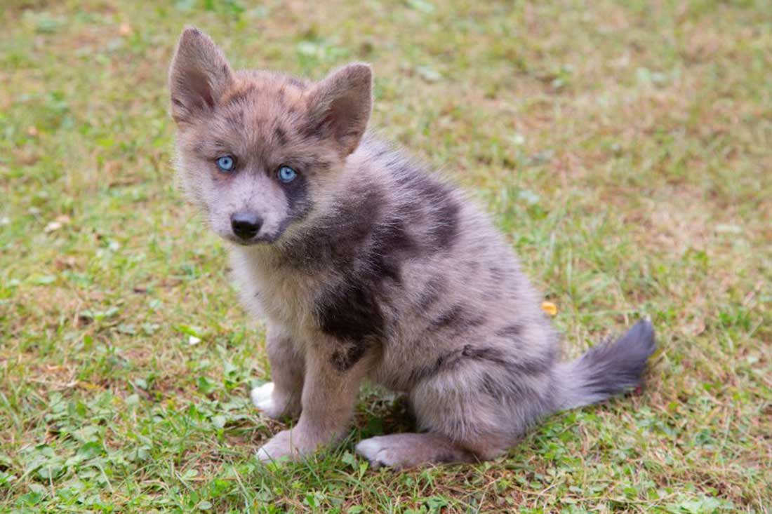 3 races de chien qui sont les plus récentes