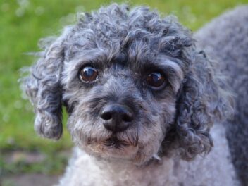 3 races de chien qui s’entendent avec un lapin