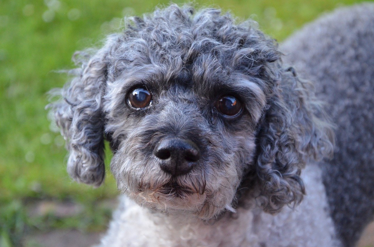 3 races de chien qui s’entendent avec un lapin