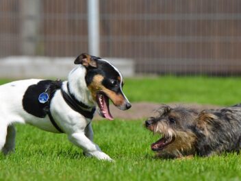 3 races de chien qui ne s’entendent pas avec les autres chiens !