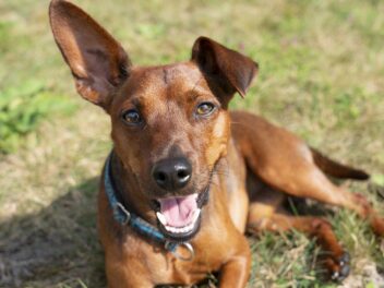 4 races de chien qui ne savent pas jouer toutes seules