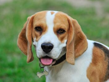 4 races de chien qui volent de la nourriture