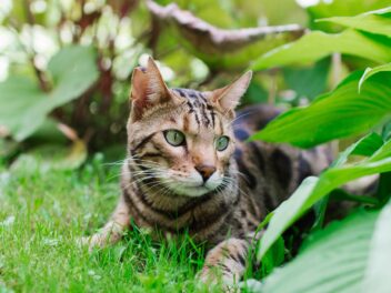 4 races de chat qui chassent les oiseaux