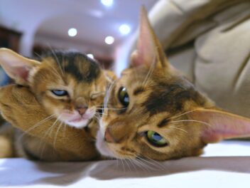 4 races de chat qui vivent le moins longtemps