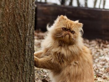 3 races de chat qui ne savent pas grimper aux arbres