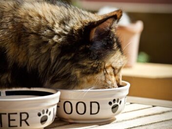 9 conseils alimentaires pour le bien être de votre chat