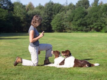 Comment devenir éducateur canin ?