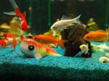 Quels sont les 5 poissons d&rsquo;aquarium les plus courants ?