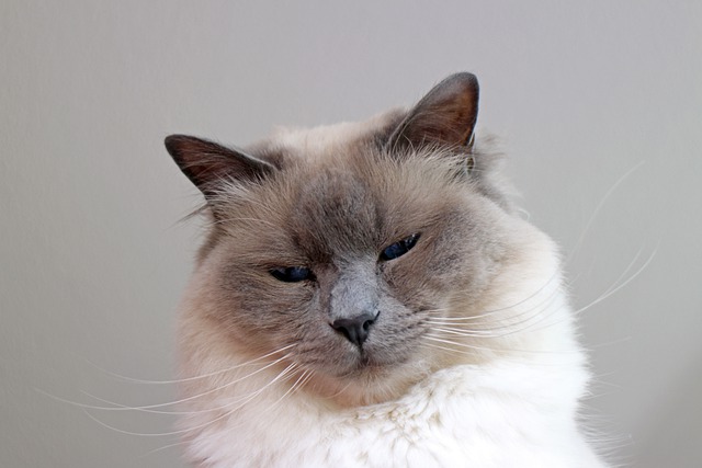 race de chat ressemble peluche
