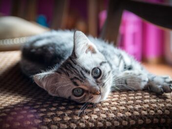 4 races de chat qui adorent leur maître