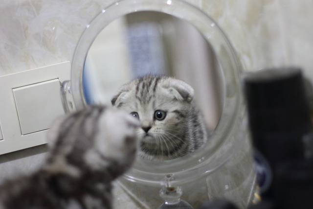 race de chat peut devenir sourde