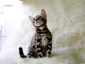 3 races de chat qui sont les plus stressées