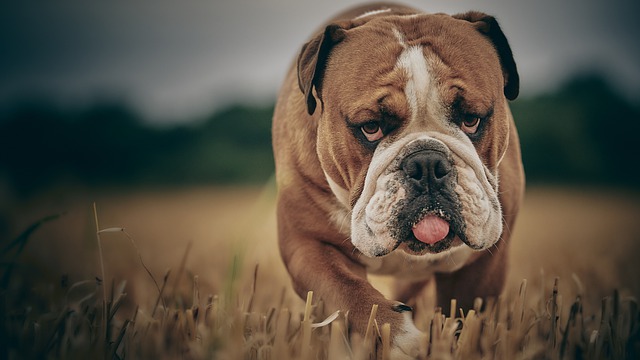 race de chien qui à l'air triste