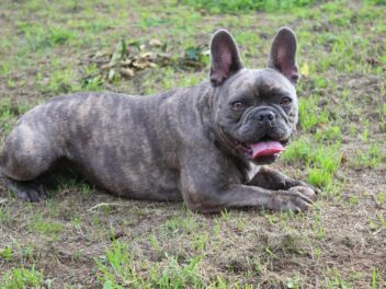 3 races de chien qui sont les plus sales