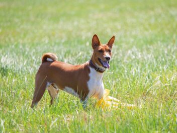 3 races de chien qui n’ont pas mauvaise haleine