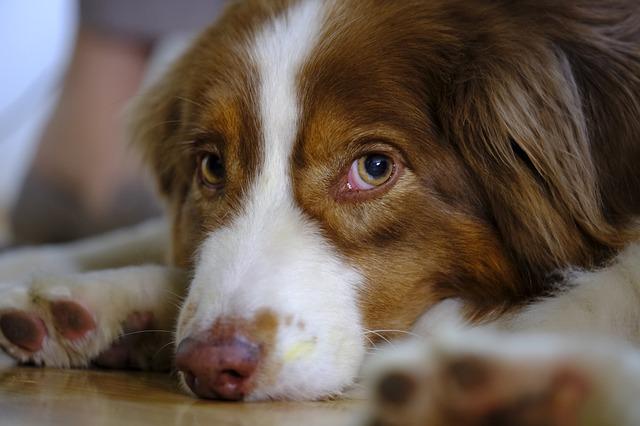 race de chien qui a les yeux fragiles