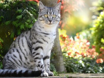 4 races de chat qui peuvent marcher en laisse