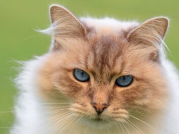 3 races de chat qui ont les articulations fragiles