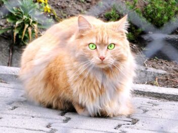 3 races de chat qui ont mauvaise haleine