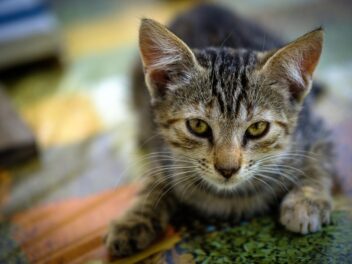 3 races de chat qui sont les moins adoptées