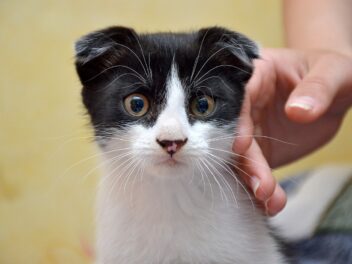 4 races de chat qui ont des oreilles étranges