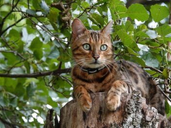 4 races de chat qui ont l’ouïe fine