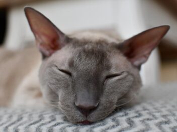 3 races de chat qui n’ont pas le poil doux