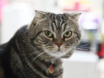 4 races de chat qui peuvent devenir sourdes