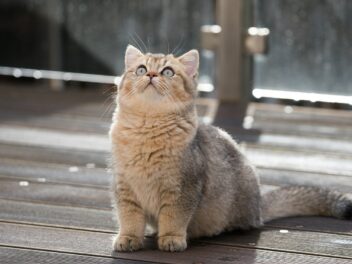 4 races de chat qui sont souvent malades