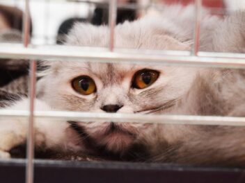 3 races de chat qui doivent aller souvent chez le vétérinaire