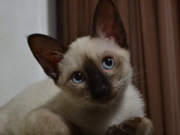 4 races de chat qui ont les yeux sensibles