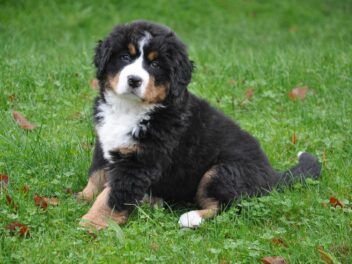 Les 10 races de chien qui adorent les caresses et papouilles