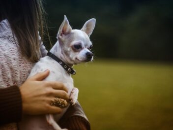 5 races de chien qui aiment être portées