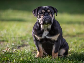Voici 9 races de chien qui ont l’air un peu bêtes