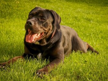 Voici les 9 races de chien qui ont l’air les plus méchantes