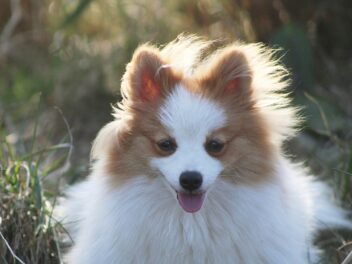 Voici 10 races de chien qui sont toujours de bonne humeur