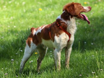 4 races de chien qui chassent les chats