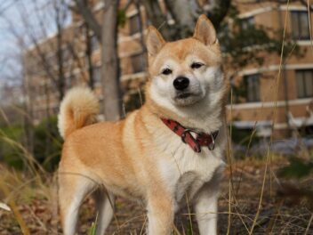 4 races de chien qui doivent consulter un éducateur canin