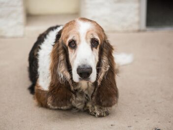 3 races de chien qui sont court sur pattes