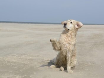 3 races de chien qui sont utilisées comme chien d’assistance