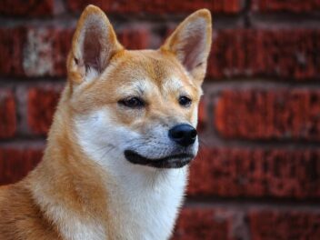 3 races de chien qui sont présentes dans les jeux vidéo